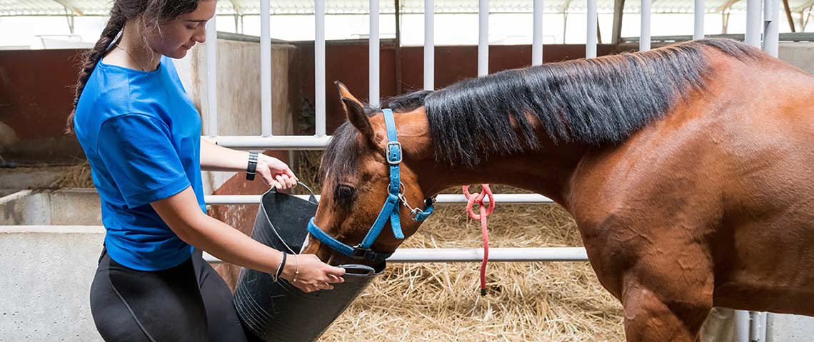 basic-equine-gut-health