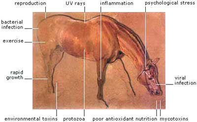 Oxidative Stress in Horses